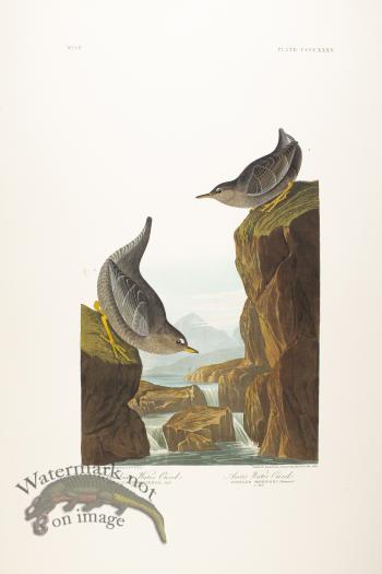 Columbian Water Ouzel
